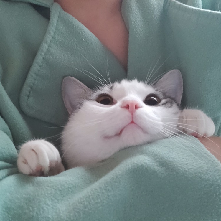 阿梦˃w˂