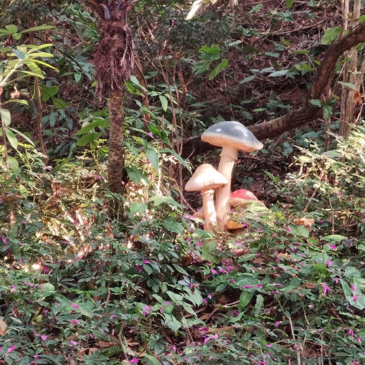 晓枫M