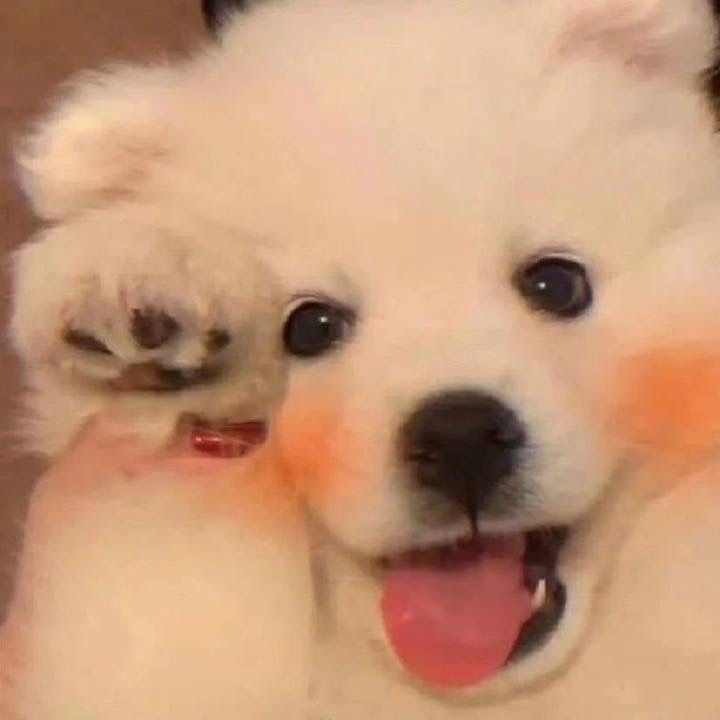 g杯小瑜是乖崽